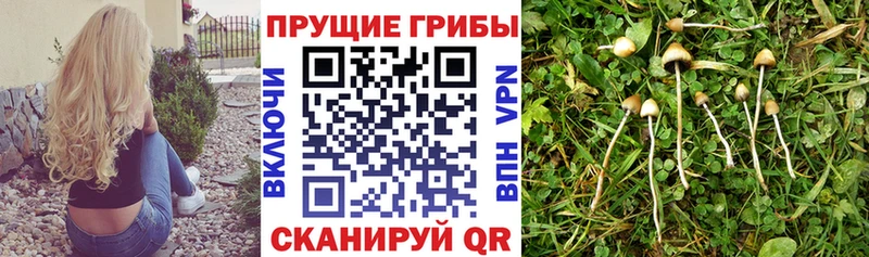 Галлюциногенные грибы MAGIC MUSHROOMS  где можно купить   Переславль-Залесский 